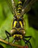 France Dragon Fly picture