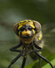 France Dragon fly picture
