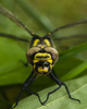France Dragon Fly picture