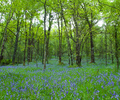 Scotland Forest picture