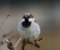 Paris Sparrow picture