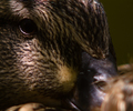 Vancouver Duck picture