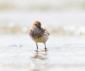 Cortes Island Shore Bird picture