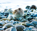Cortes Island Shore Bird picture
