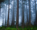 Cortes Island Forest picture