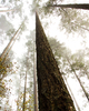 Cortes Island Forest picture