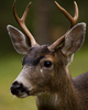 Cortes Island Deer picture