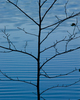 Cortes Island Tree picture