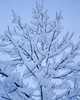 Cortes Island Tree picture