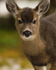 Cortes Island Deer picture