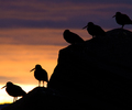 Cortes Island Shorebird picture