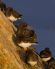 Cortes Island Shorebird picture