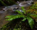Cortes Island Fern picture