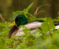 Amsterdam Duck picture