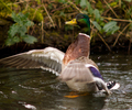 Amsterdam Duck picture