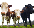 Aillevillers Cow picture