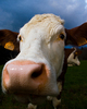 Aillevillers Cow picture