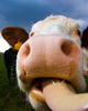 Aillevillers Cow picture