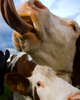 Aillevillers Cow picture