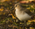 Marina Island Shorebird picture