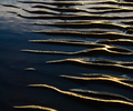 Cortes Island Seashore picture
