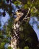 Juvenile Bald Eagle Portrait -Bald Eagle picture from Cortes Island