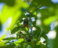 Cortes Island Robin picture