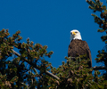 Haliaeetus leucocephalus Portrait -Bald Eagle picture from Cortes Island