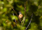 Cortes Island Robin picture