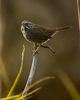 Cortes Island Sparrow picture
