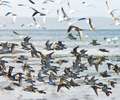 Cortes Island Dunlin picture