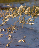 Cortes Island Dunlin picture