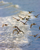 Cortes Island Dunlin picture