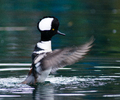 Vancouver Merganser picture