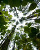 Cortes Island Forest picture