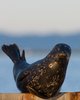 Harbour Seal -Seal picture from Comox