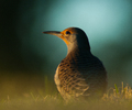 Northern Flicker Portrait -Woodpecker picture from Cortes Island