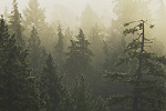 Cortes Island Forest picture