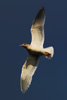 Cortes Island Gull picture