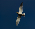 Cortes Island Gull photo
