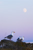 Mitlenatch Island Gull picture