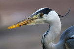 Amsterdam Shore Bird picture