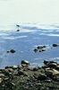 Cortes Island Shore Bird picture