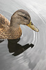 Vancouver Duck picture