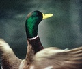 Mallard -Duck picture from Cortes Island