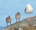 Seagull Family - Glaucous-winged Gull photo from  Mitlenatch Island British Columbia, Canada