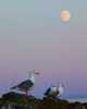 Mitlenatch Island Gull photo