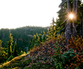 Mount Washington  trees and sun - Landscape  photo from  Mount Washington British Columbia, Canada