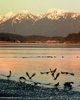 Cortes Island Shore Bird picture