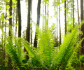 Ferns in the Forest - Sword Fern photo from  Pacific Spirit Park British Columbia, Canada